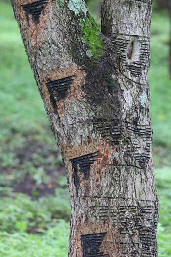 樹木シリーズ100 ウルシ 漆 あきた森づくり活動サポートセンター