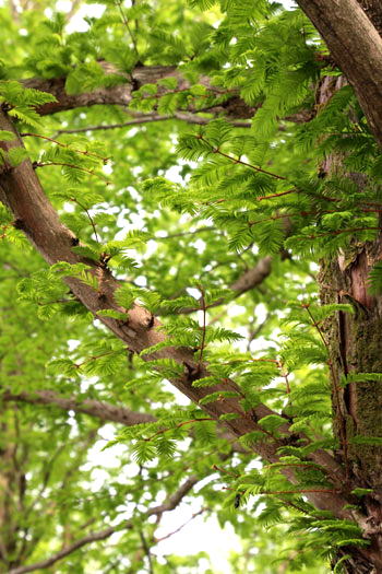 樹木シリーズ68 メタセコイヤ あきた森づくり活動サポートセンター