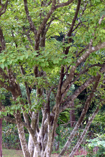 樹木シリーズ80 カマツカ あきた森づくり活動サポートセンター