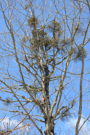 樹木シリーズ81 ヤドリギ | あきた森づくり活動サポートセンター