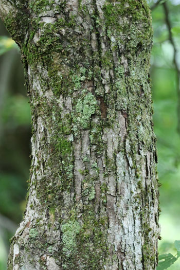 樹木シリーズ96 シナノキ あきた森づくり活動サポートセンター