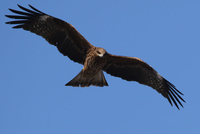 野鳥シリーズ57 ト ビ あきた森づくり活動サポートセンター