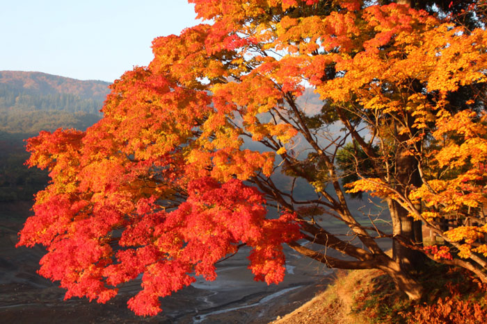 山紅葉　モミジ　イロハモミジ　山紅葉　イロハモミジ　苗木　雑木　枝物エコポット付