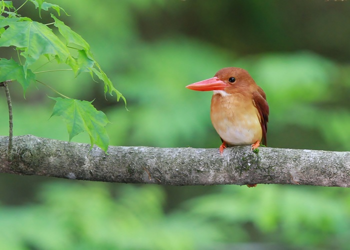 野鳥シリーズ アカショウビン あきた森づくり活動サポートセンター