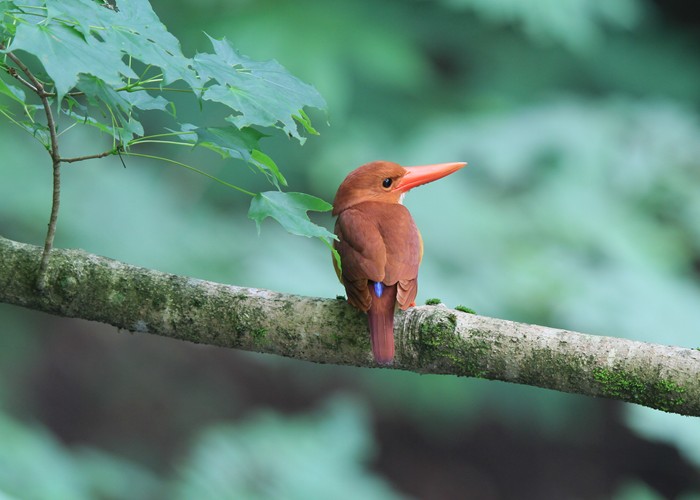 野鳥シリーズ アカショウビン あきた森づくり活動サポートセンター