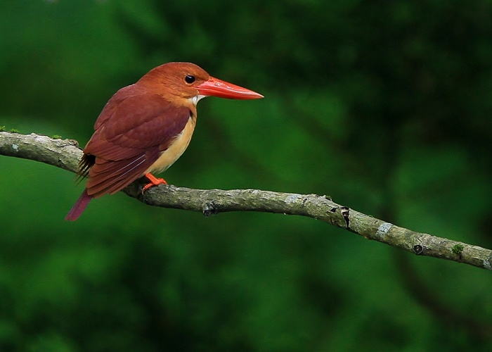 野鳥シリーズ アカショウビン あきた森づくり活動サポートセンター