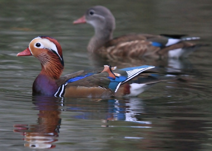 野鳥シリーズ オシドリ あきた森づくり活動サポートセンター