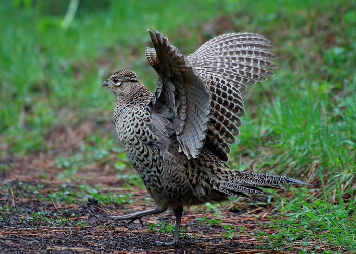 野鳥シリーズ キ ジ 雉 あきた森づくり活動サポートセンター