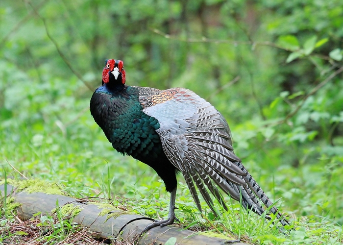 野鳥シリーズ キ ジ 雉 あきた森づくり活動サポートセンター