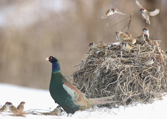 野鳥シリーズ キ ジ 雉 あきた森づくり活動サポートセンター