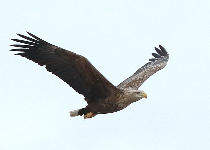 野鳥シリーズ オジロワシ あきた森づくり活動サポートセンター