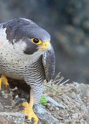 野鳥シリーズ ハヤブサ あきた森づくり活動サポートセンター