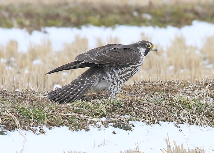 野鳥シリーズ⑩ ハヤブサ | あきた森づくり活動サポートセンター