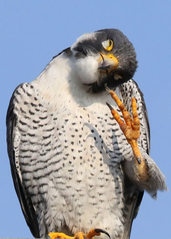 野鳥シリーズ ハヤブサ あきた森づくり活動サポートセンター