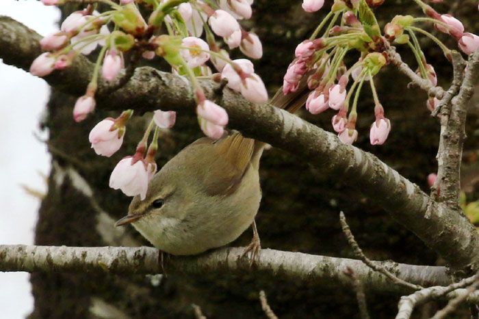 の 鳴き声 ウグイス ウグイスの鳴き声は縁起が良い？スピリチュアルな意味や特徴も