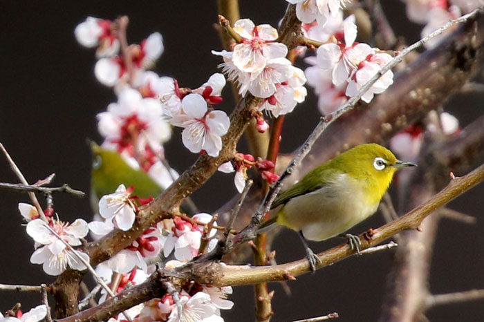 野鳥シリーズ ウグイス あきた森づくり活動サポートセンター