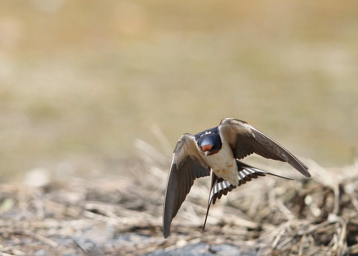 野鳥シリーズ ツバメ ニュウナイスズメ あきた森づくり活動サポートセンター