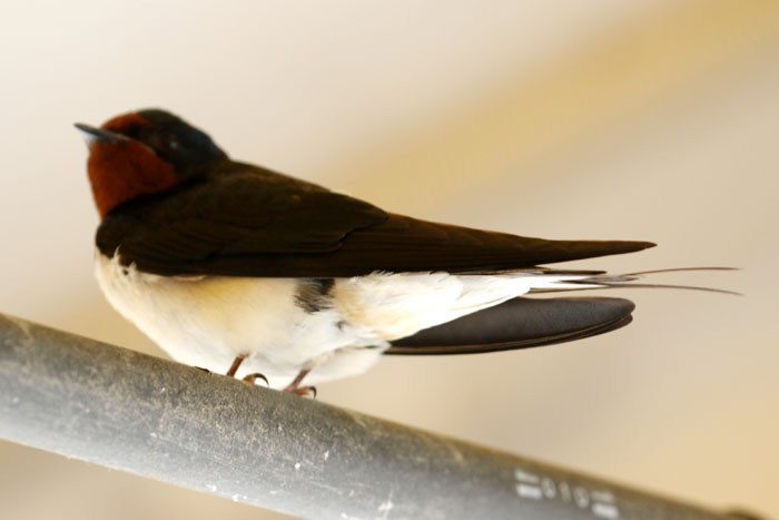 野鳥シリーズ ツバメ ニュウナイスズメ あきた森づくり活動サポートセンター