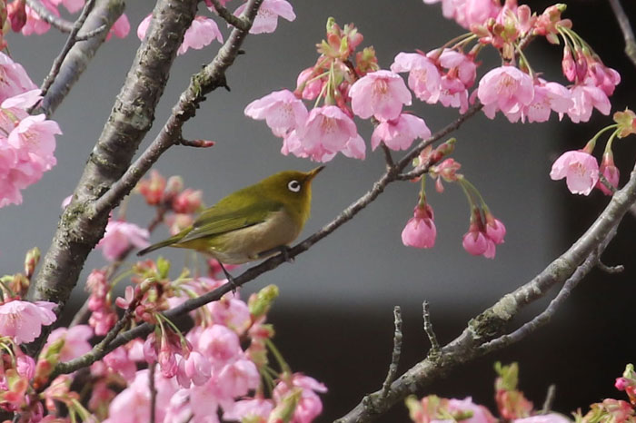 野鳥シリーズ メジロ あきた森づくり活動サポートセンター