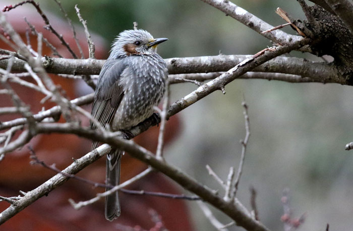 野鳥シリーズ41 ヒヨドリ あきた森づくり活動サポートセンター