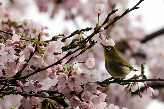 野鳥シリーズ メジロ あきた森づくり活動サポートセンター