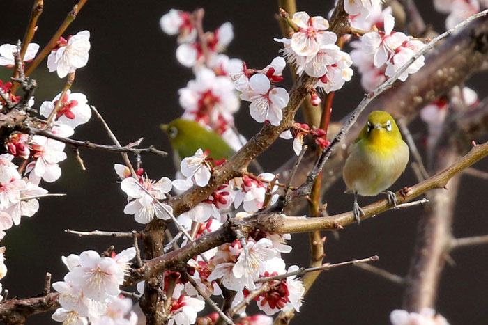 よく 鳴く メジロ