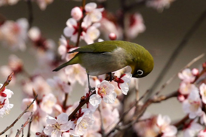 野鳥シリーズ メジロ あきた森づくり活動サポートセンター