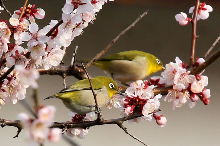 野鳥シリーズ メジロ あきた森づくり活動サポートセンター