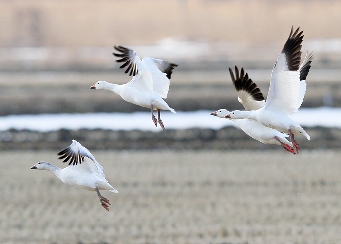 野鳥シリーズ ハクガン あきた森づくり活動サポートセンター