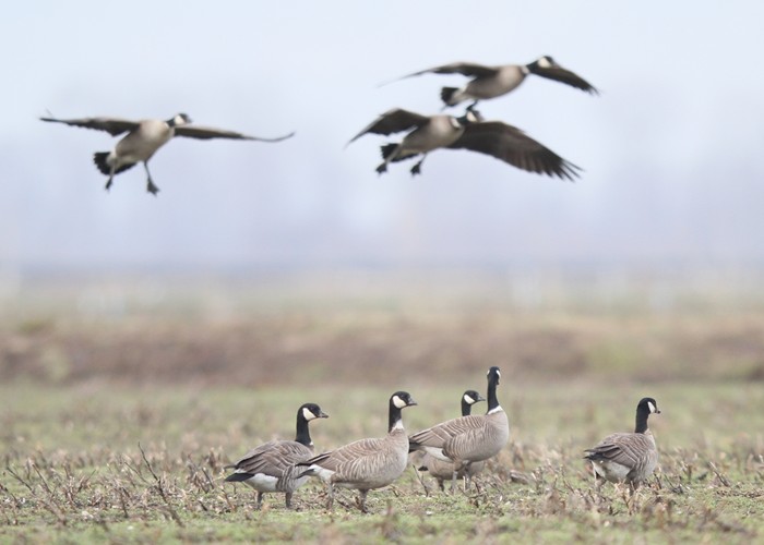 野鳥シリーズ22 シジュウカラガン あきた森づくり活動サポートセンター