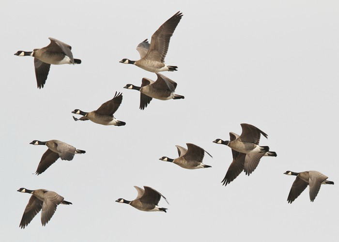 野鳥シリーズ22 シジュウカラガン あきた森づくり活動サポートセンター