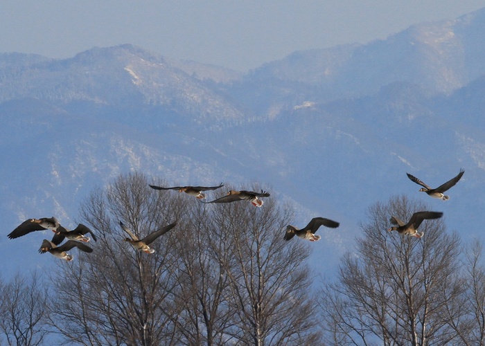 野鳥シリーズ33 マガン ガン類 あきた森づくり活動サポートセンター