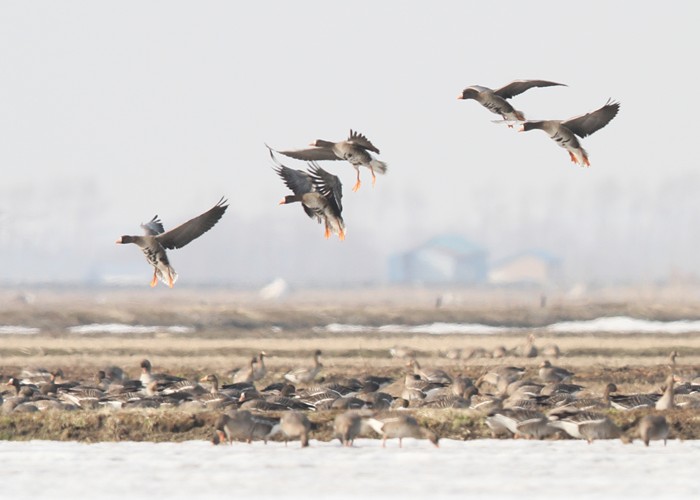 野鳥シリーズ33 マガン ガン類 あきた森づくり活動サポートセンター