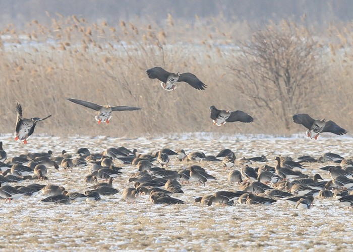 野鳥シリーズ33 マガン ガン類 あきた森づくり活動サポートセンター