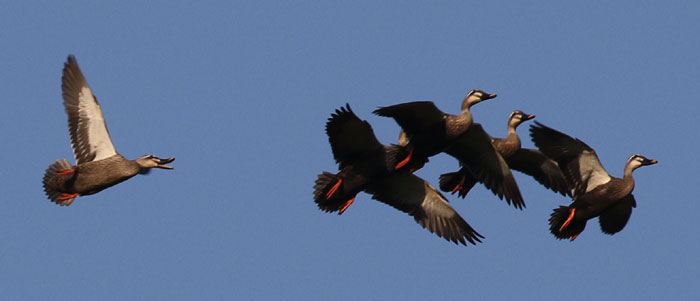 野鳥シリーズ37 カルガモ オナガガモ あきた森づくり活動サポートセンター