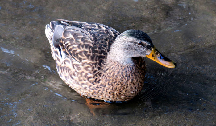 野鳥シリーズ37 カルガモ オナガガモ あきた森づくり活動サポートセンター