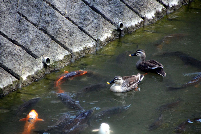 野鳥シリーズ37 カルガモ オナガガモ あきた森づくり活動サポートセンター