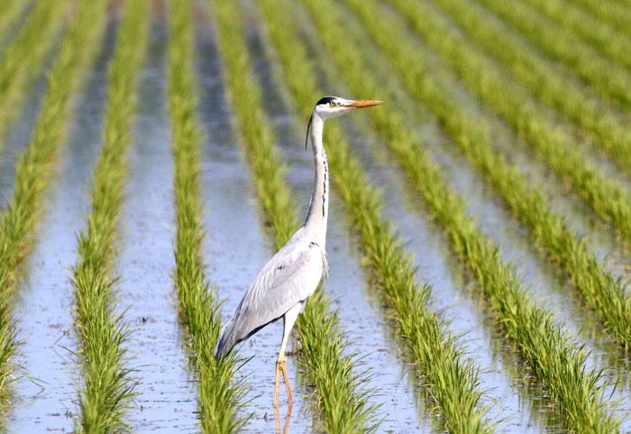 野鳥シリーズ39 アオサギ あきた森づくり活動サポートセンター