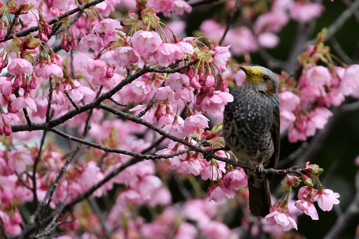 野鳥シリーズ41 ヒヨドリ あきた森づくり活動サポートセンター