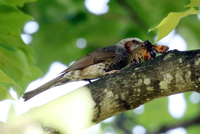 野鳥シリーズ41 ヒヨドリ あきた森づくり活動サポートセンター