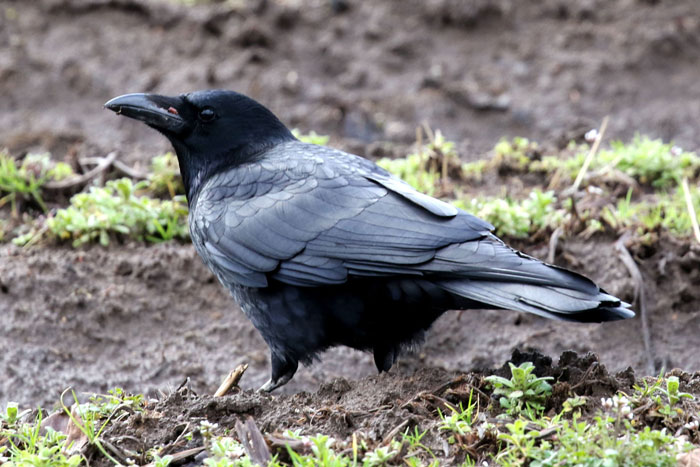 野鳥シリーズ51 カラス あきた森づくり活動サポートセンター