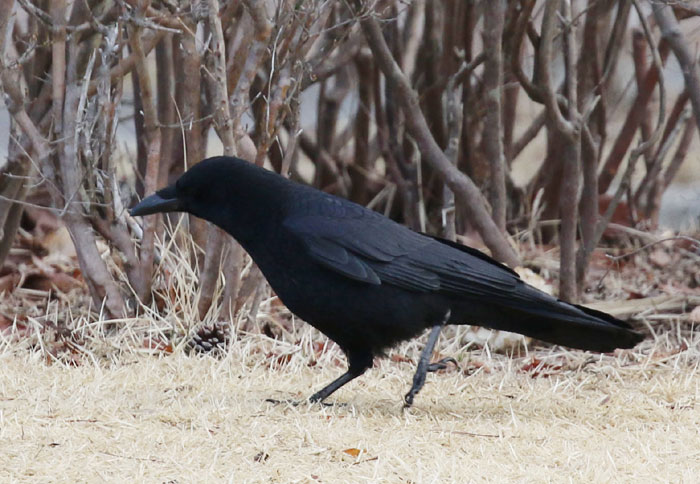 野鳥シリーズ51 カラス あきた森づくり活動サポートセンター