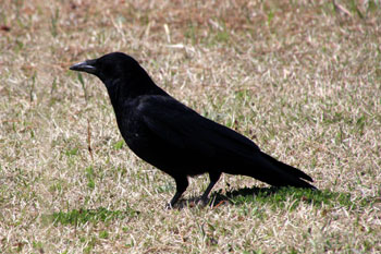 野鳥シリーズ51 カラス あきた森づくり活動サポートセンター