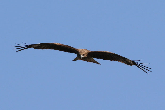 野鳥シリーズ57 ト ビ あきた森づくり活動サポートセンター