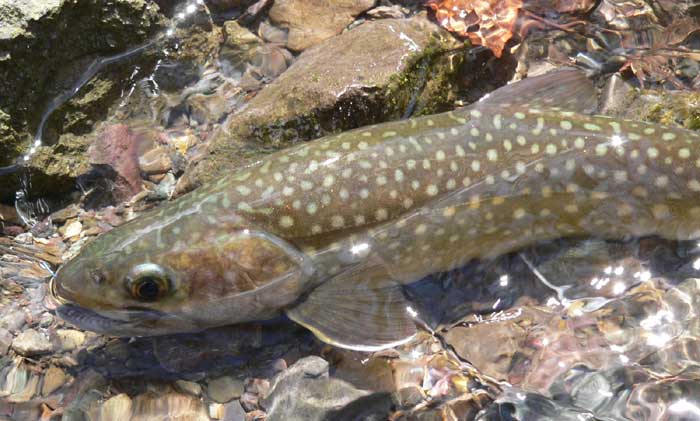 森と水の恵み イワナ 岩魚 あきた森づくり活動サポートセンター