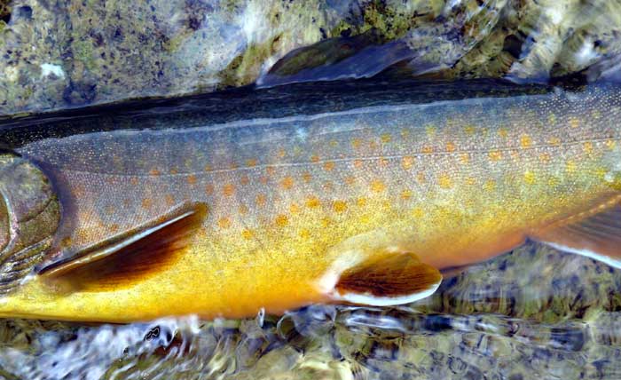 森と水の恵み イワナ 岩魚 あきた森づくり活動サポートセンター