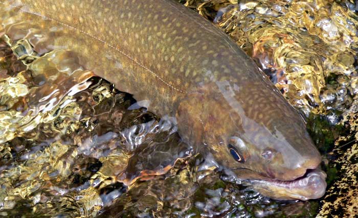 森と水の恵み イワナ 岩魚 あきた森づくり活動サポートセンター