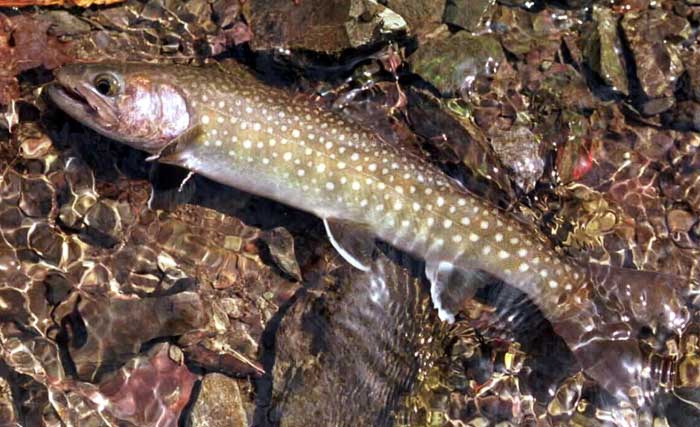 森と水の恵み イワナ 岩魚 あきた森づくり活動サポートセンター