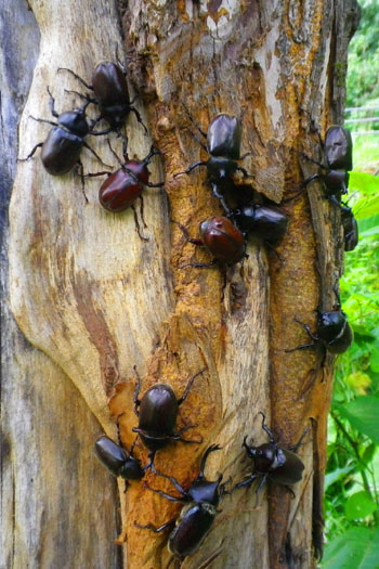 カブトムシの木