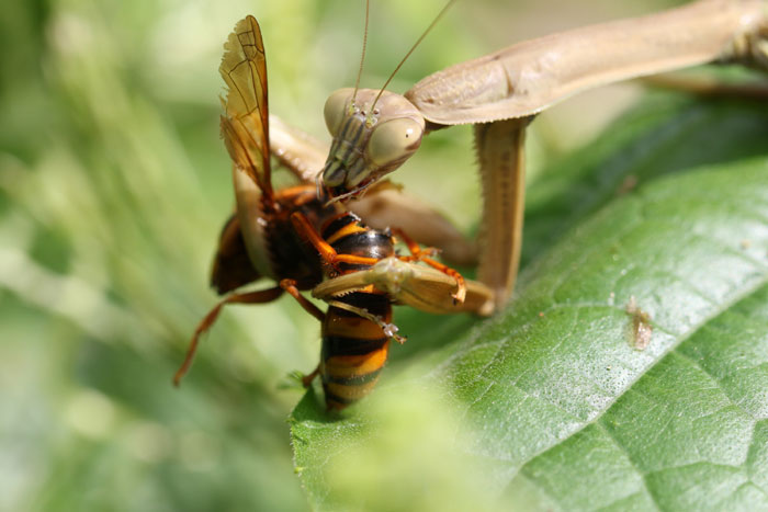 昆虫シリーズ41 究極の肉食昆虫 カマキリ | あきた森づくり活動